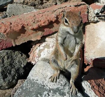 Download free HD stock image of Atlas Squirrel Fuerteventura.