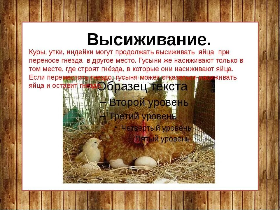 Сколько дней курица высиживает цыплят. Наседка курица высиживает яйца. Сколько курица высиживает яйца. Сколько курица сидит на яйцах. Место для высиживания яиц.