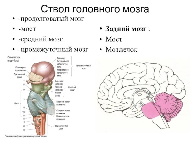 Продолговатый мозг,мост,средний мозг, мозжечок,промежуточный. Строение и функции среднего мозга мозга. Строение ствола мозга продолговатый мост средний мозг мозжечок. Строение ствола головного мозга человека. Структура ствола мозга включает