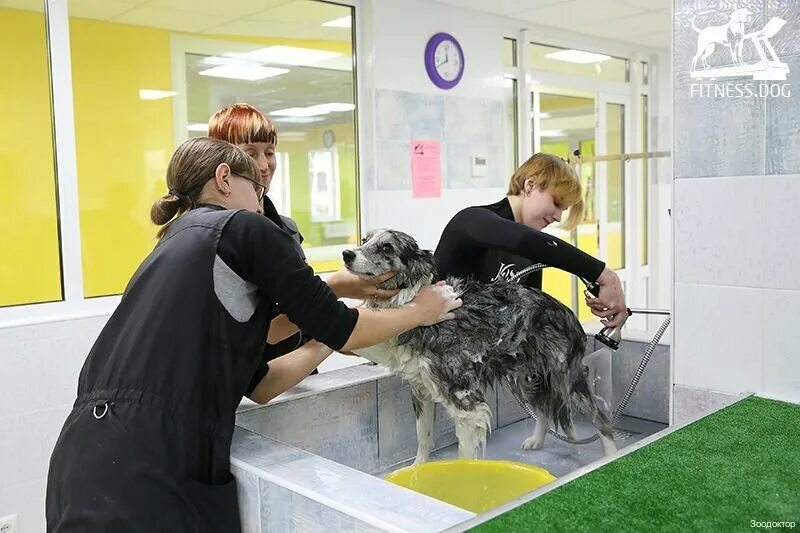 зоодоктор екатеринбург московская 219. зоодоктор бульвар культуры. ветеринарная клиника на решетникова 22 екатеринбург. зоодоктор аптекарская. зоодоктор бульвар культуры.