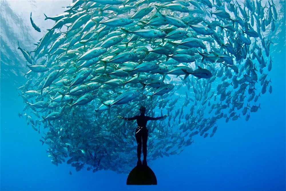 Фразеологизмы со словом рыба. Арты под водой. Человек как рыба в воде. Девушка под водой. Девочка плавает в море.