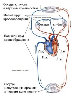 Какая артерия в большом круге кровообращения