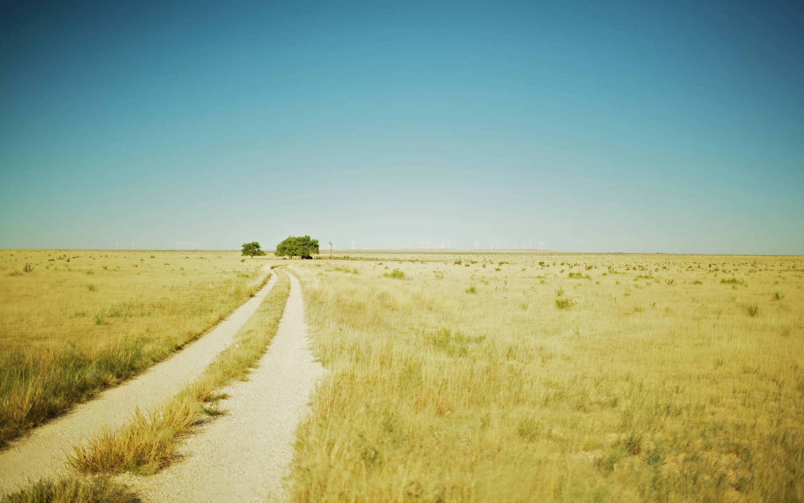 Поля в Нью Мексико. Степи в New Mexico. Лето в степи. Пустыня. Жаркое время в поле