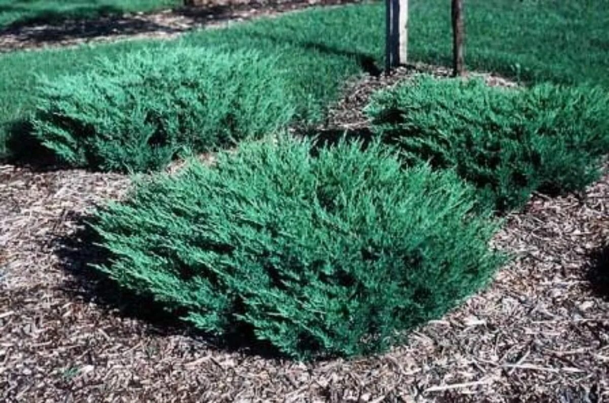 На каком расстоянии сажать можжевельник. Можжевельник Вилтони. Можжевельник казацкий Андорра компакт. Можжевельник горизонтальный 'Плюмоза' Juniperus horizontalis 'Plumosa'. Можжевельник Блю Пацифик.
