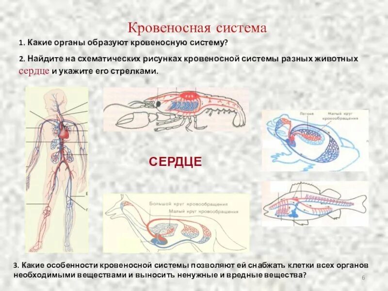 Кровеносные системы позвоночных животных таблица. Кровеносная система позвоночных 7 класс. Эволюция систем органов животных таблица 10 класс. Схемы систем органов позвоночных животных. Кровеносная система животных 7 класс.