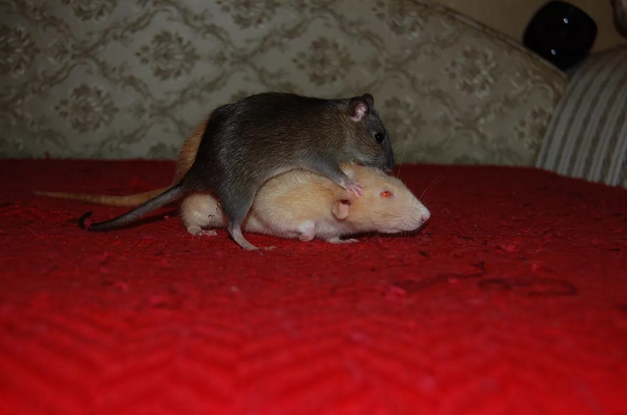 Большая крыса в доме. Крыса. Крыса Дикая. Декоративные крысы.