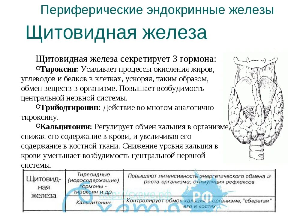 Катехоламины и гормоны щитовидной железы. Щитовидная железа местоположение строение функции гормоны. Щитовидная железа анатомия функции. Щитовидная железа. Строение, гормоны, функции, топография.