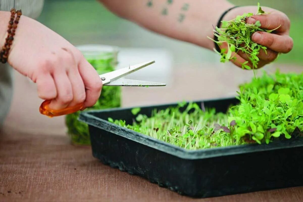 Микрозелень огурец. Кейл микрозелень. микрозелень дайкон. micro green микрозелень. фацелия микрозелень.