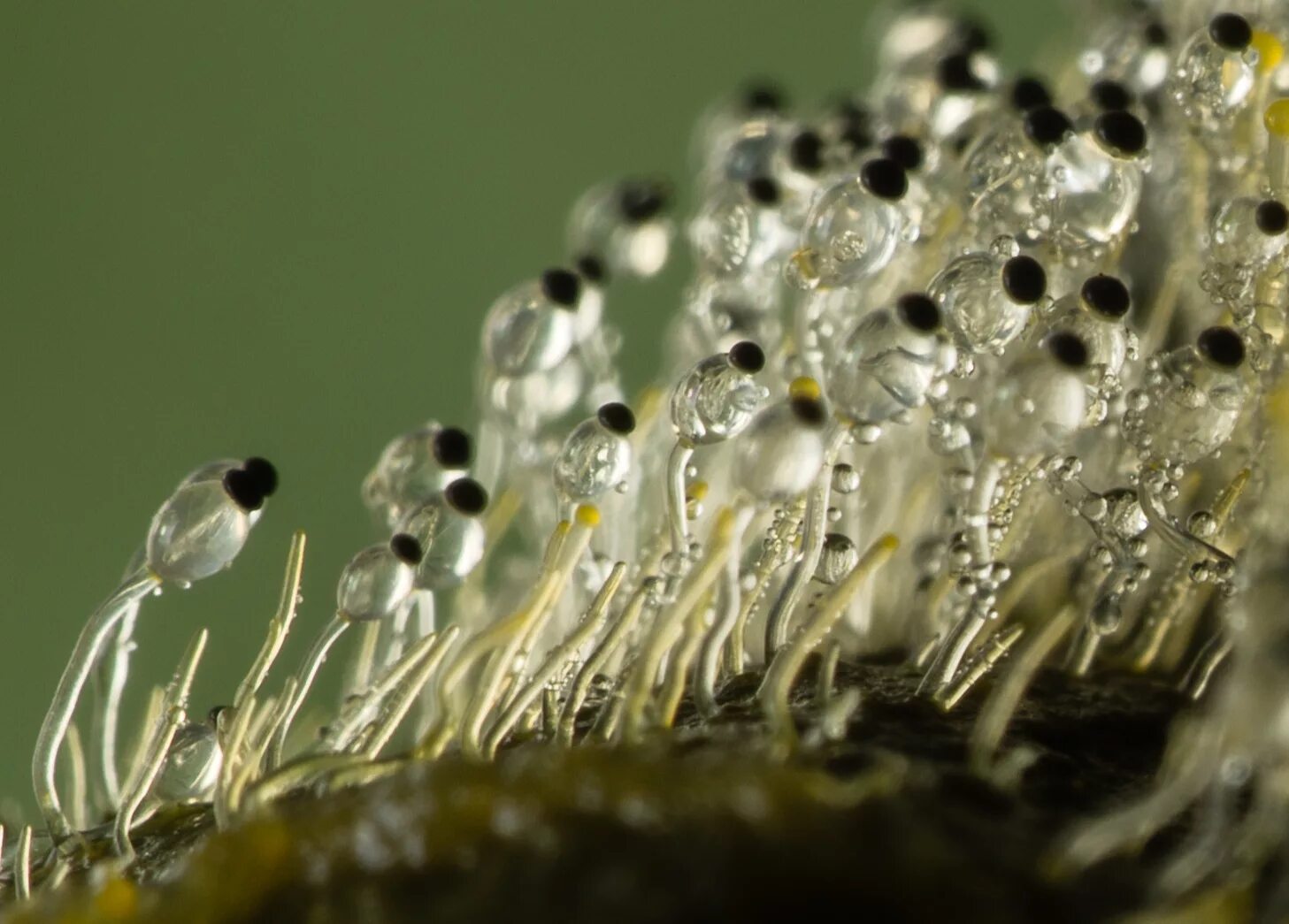 Pilobolus crystallinus. Зигомицеты плесень. Гриб мукор. Плесневые грибы мукор. Плесневые грибы часто появляются на хлебе