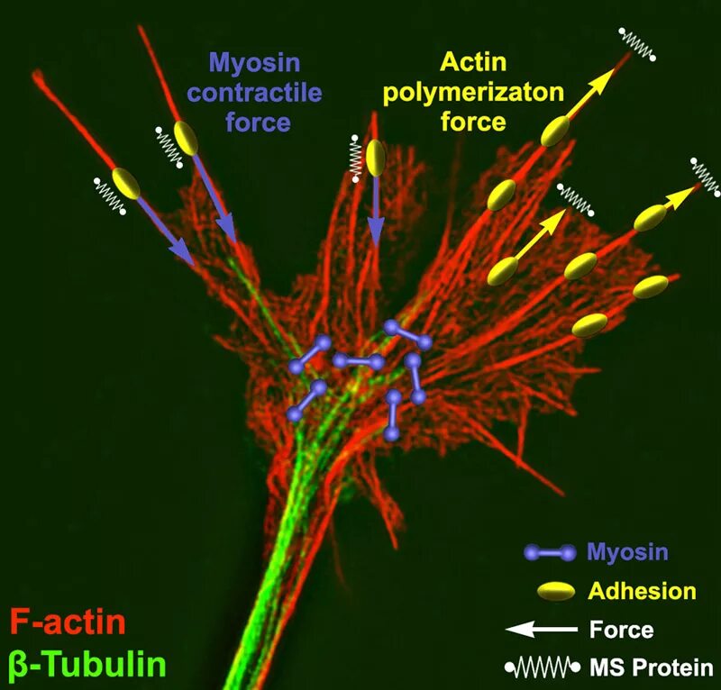 Белок миозин 2. Актин миозин тубулин. Миозин и тубулин. Актин под микроскопом. Цитоскелет нейрона.