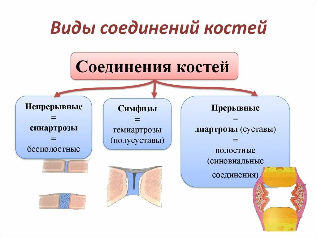 Функции соединения костей. Виды соединения костей. Непрерывные соединения костей. Разновидности непрерывных соединений костей. Синхондрозы классификация.