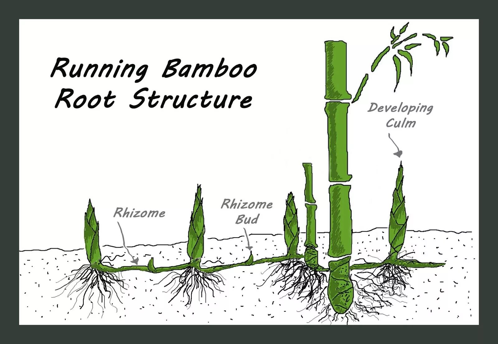 Корневая система бамбука. Строение бамбука. Корневище бамбука. Корень имеет рост