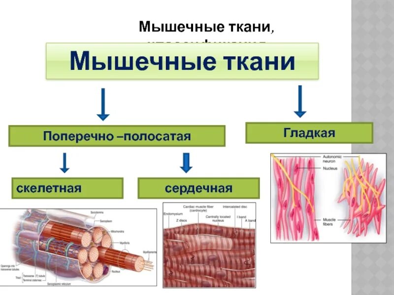 Строение клетки поперечно полосатой мышечной ткани. Поперечно-полосатая мышечная ткань классификация мышечной ткани. Клетки скелетной поперечно-полосатой мышечной ткани. Клетки поперечно-полосатой сердечной мышечной ткани. Поперечно полосатая Скелетная сердечная ткань.