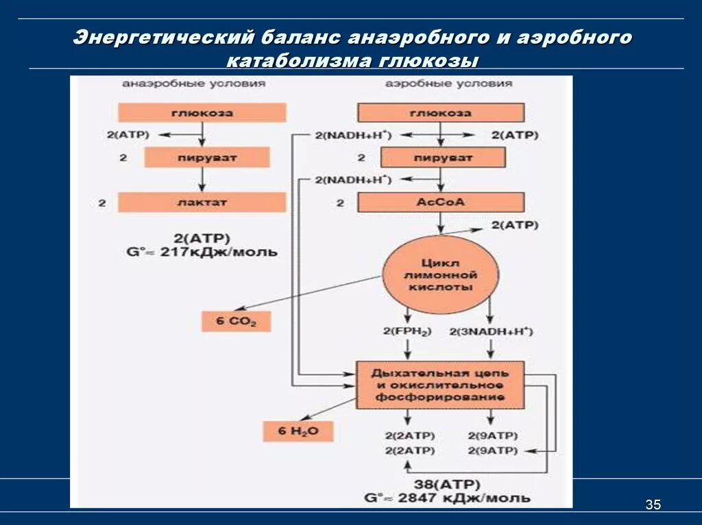 Общая схема катаболизма Глюкозы. Этапы катаболизма Глюкозы. Схема схема анаэробного гликолиза. Энергетический баланс анаэробного гликолиза биохимия. 3 этап окисления глюкозы