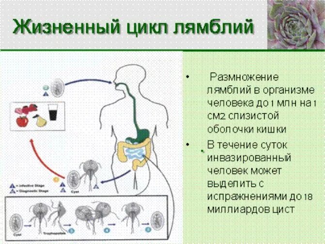 Что такое лямблии у взрослых