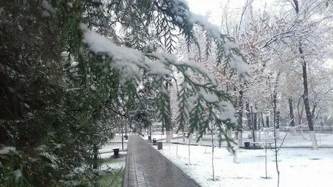 Погода в шымкенте в ноябре