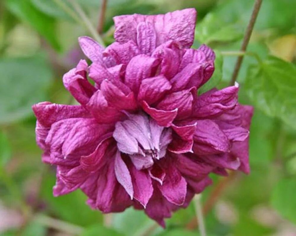 Клематис сорта элеганс. Клематис Пурпуреа. Клематис (Clematis purpurea Plena elegans). Клематис purpurea Plena. Клематис Пурпуреа клема Элеганс.