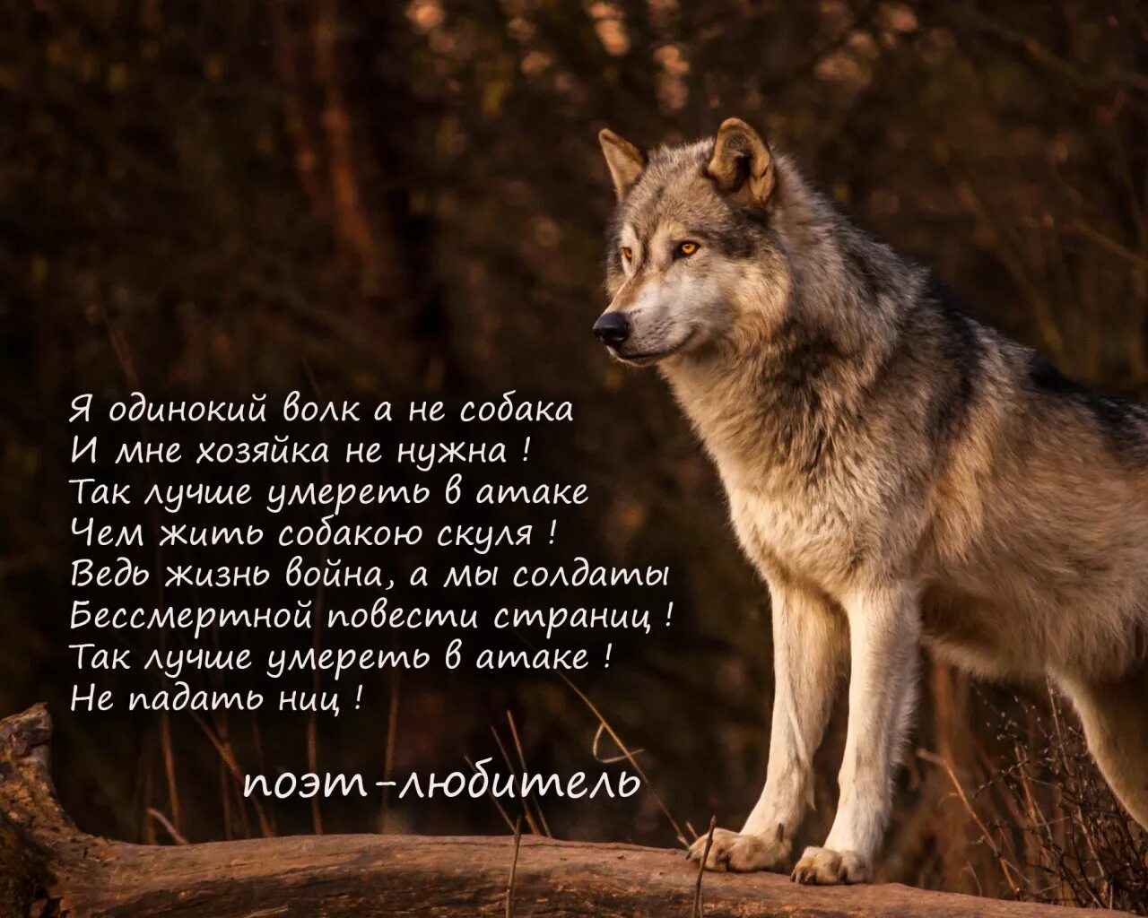 Картинки с волками цитатами