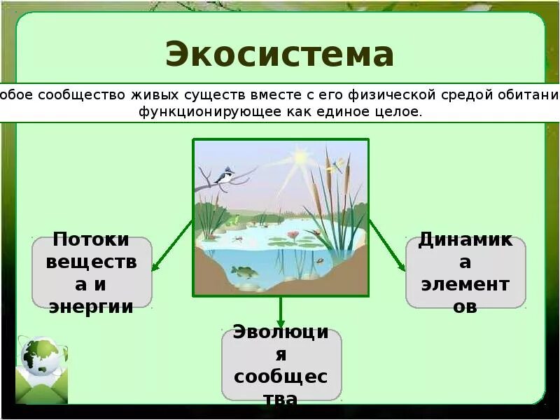 Экосистема. Экологическое сообщество это в биологии. Экологические сообщества и экосистемы. Экологическая система пруда. Природные экосистемы 11 класс