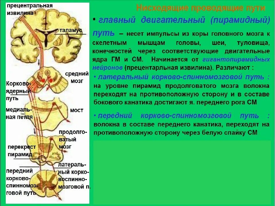 Пирамидный путь неврология схема. Экстрапирамидная система неврология проводящие пути. Перекрест пирамидного пути. Двигательные пути Перекрест неврология. Длинные отростки головного мозга