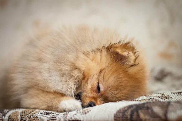 спящий шпиц. спящий померанский шпиц. милые померанские шпицы. спящий шпиц. померанский шпиц рыжий курносый.