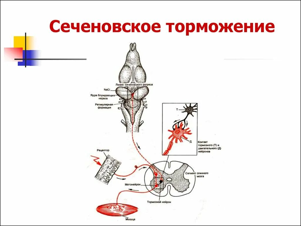 Центральное торможение Сеченова схема. Опыт Сеченова торможение в ЦНС схема. Схема опыта Сеченова механизм торможения. Центральное торможение опыт Сеченова схема.