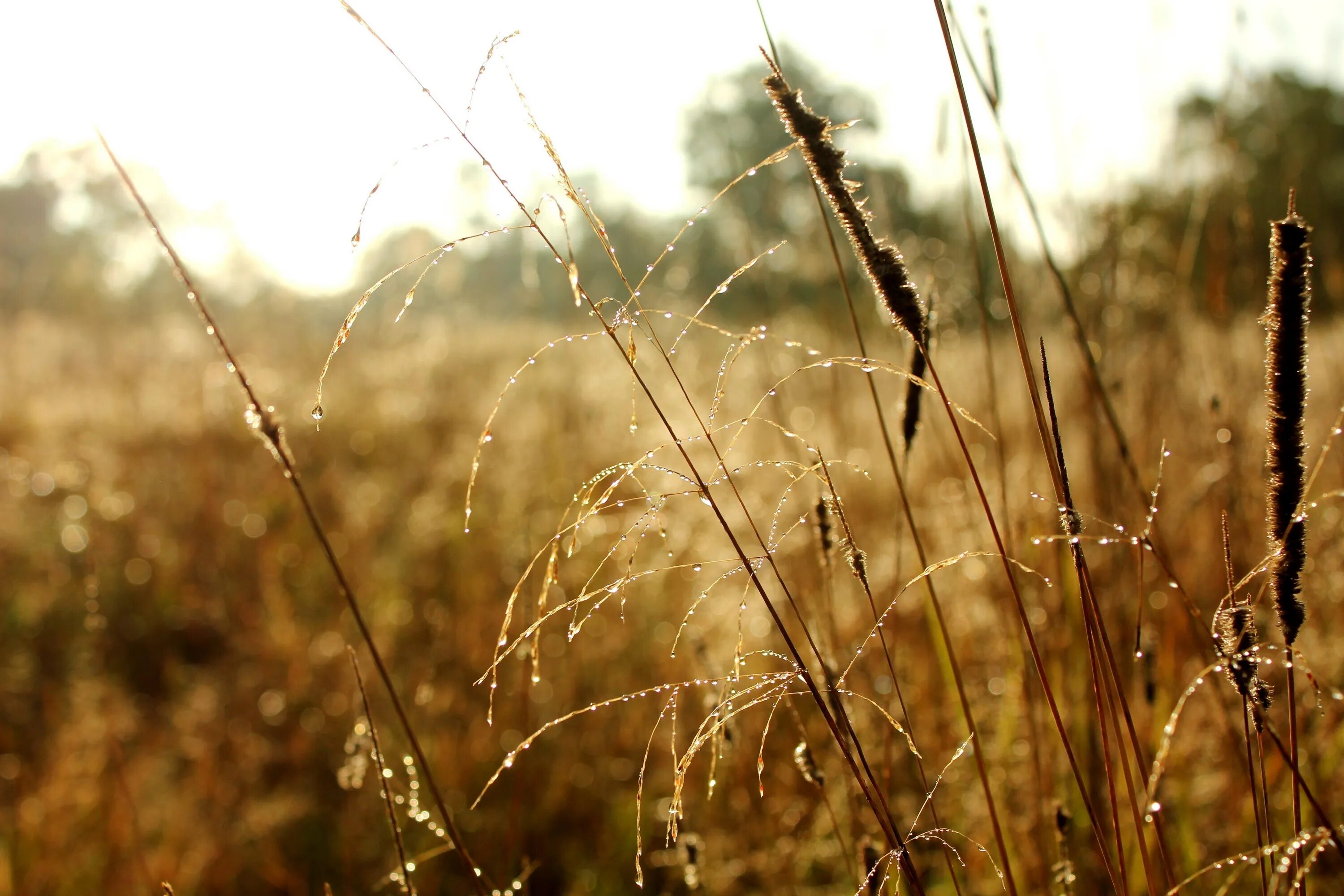 Летний среднеазиатский вечер сухо шелестят. Сухая трава. Осенняя трава. Былинка в поле. Былинка трава.