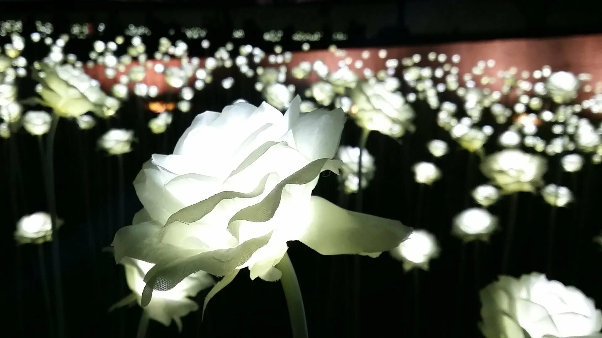 Светящиеся букеты фото. ДДП сад белых роз Сеул. Dongdaemun Design Plaza цветы. Светящиеся цветы. Светящиеся розы.