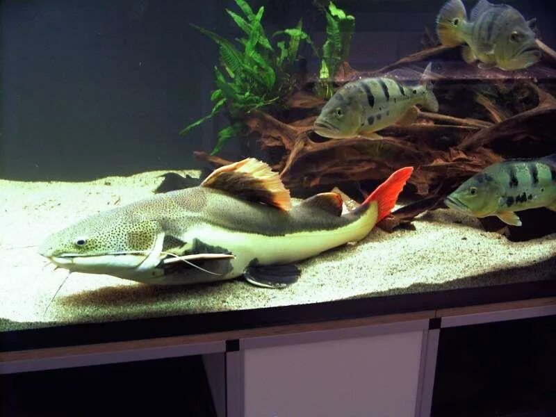 Сколько живут рыбки в домашних условиях. Акулий балу аквариумная. Рыбы живущие в аквариуме. Маленькие домашние рыбки. Аквариумные рыбки долгожители.