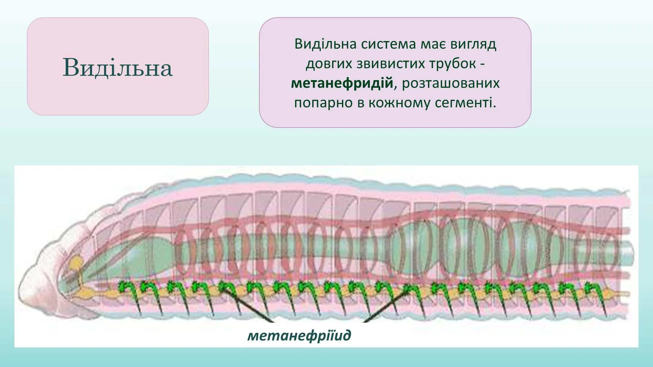 Выделительные трубочки червей. Метанефридии кольчатых червей. Кольчатые черви строение. Выделительная система кольчатых червей. Кольчатые черви выделение.