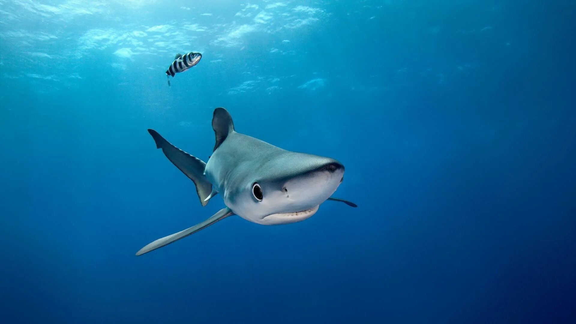 В каком океане акулы встречаются только летом. Голубая акула. Синяя акула. Синяя акула в океане. Акула обои.
