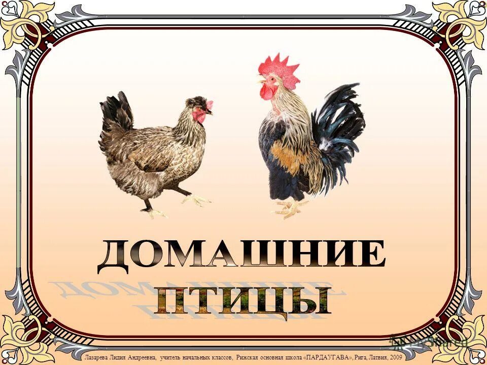 домашние птицы для дошкольников. фон для презентации домашние птицы для дошкольников. презентация домашние птицы подготовительная группа. домашние птицы презентации для дошкольников. домашние птицы.