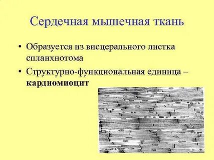 Единица сердечной мышечной ткани