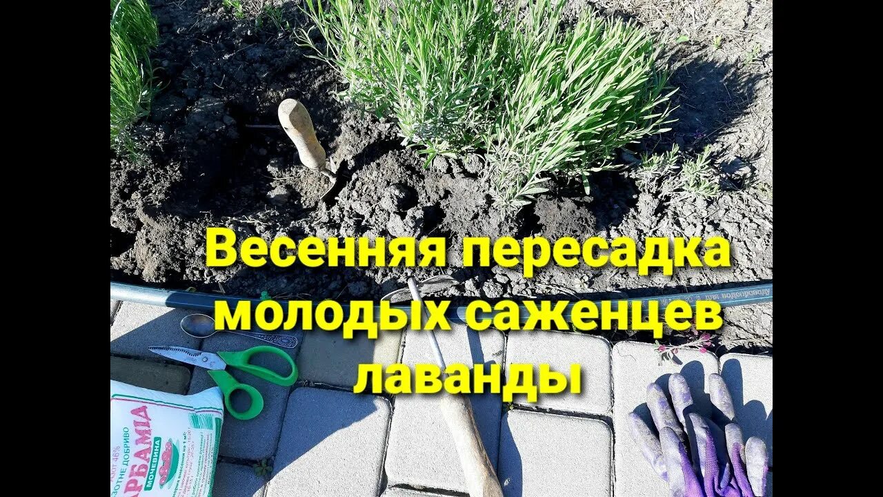 Когда пересадить лаванду на другое место осенью. Мульчирование лаванды. Лаванда в грунте посадка. Лаванда узколистная сильвер мист. Лаванда в грунте посадка.