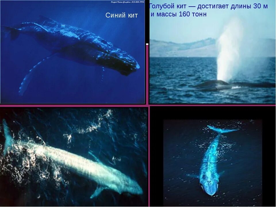Самый большой кит размеры и вес. Синий кит вес. Синий кит длина. Самый большой кит в истории. Синий кит длина и вес.