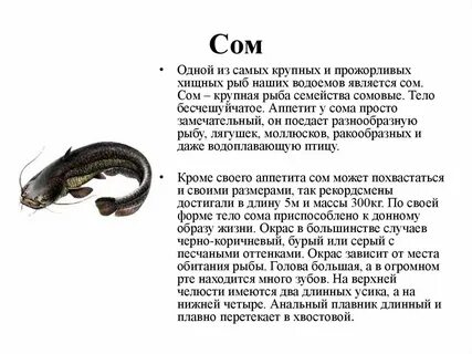 Форма тела сома