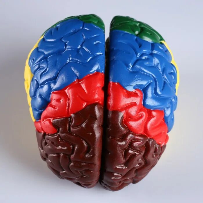 Муляж мозга. Мозг человека муляж. Макет мозга. Мозги макет.