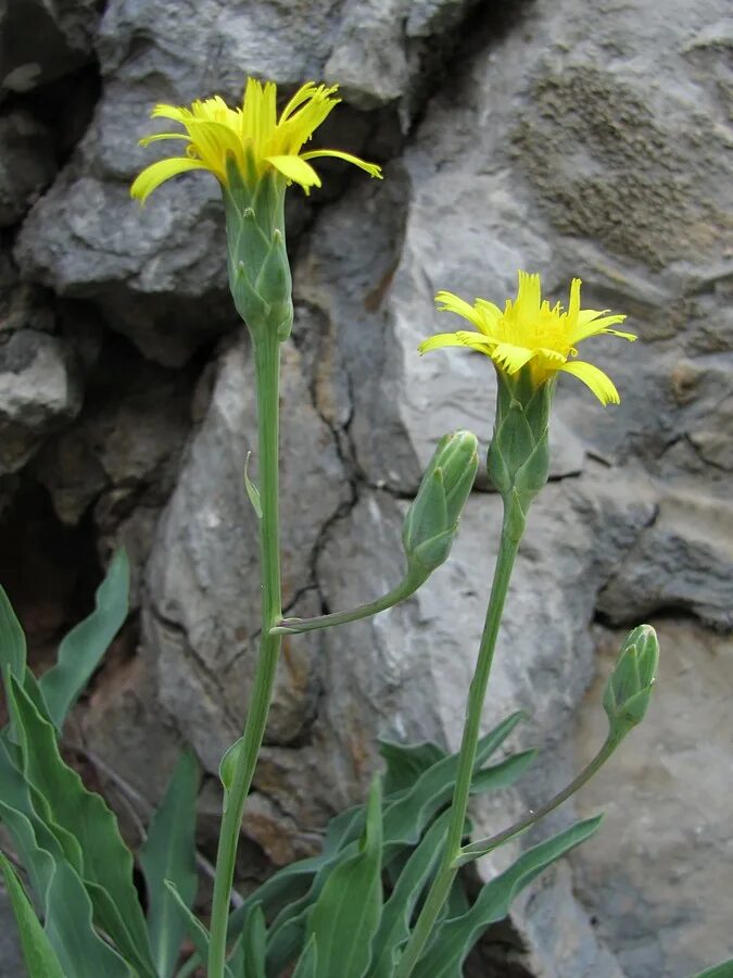 Scorzonera stricta - Изображение особи - Плантариум