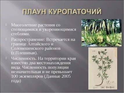 Растения алтайского края занесенные в красную