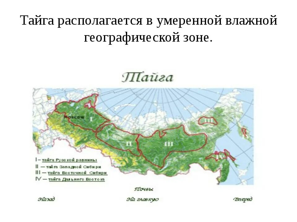 Природные зоны. тайга - география, презентации