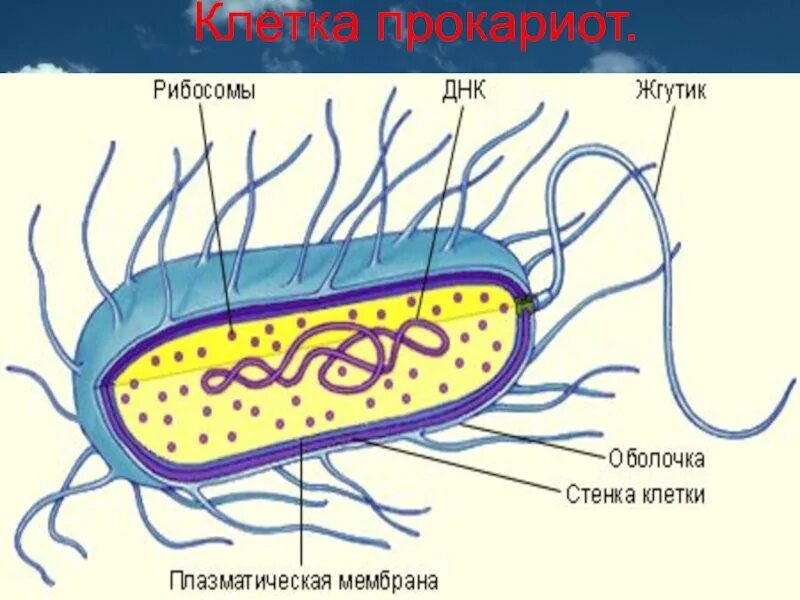 Строение бактериальной клетки прокариот. Строение прокариотической клетки бактерии. Прокариотическая клетка bacteria. Строение бактерии прокариот.