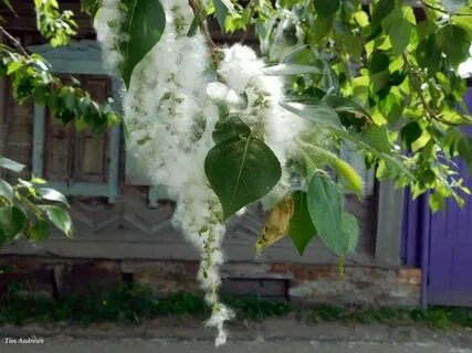 Тополи покрытые росой наполняли воздух нежным ароматом