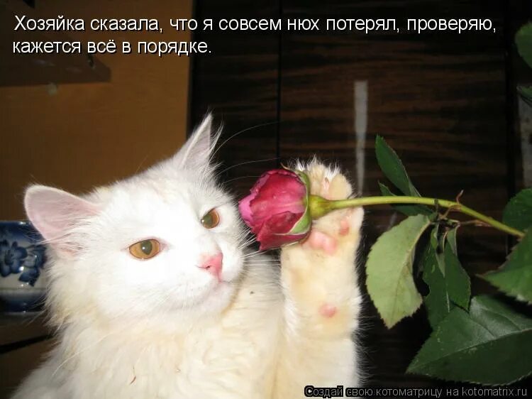 Собака мурзик. Грег нагадил на ковер?. Кот васятка. Дождалась отпуска. Кот на кухне.