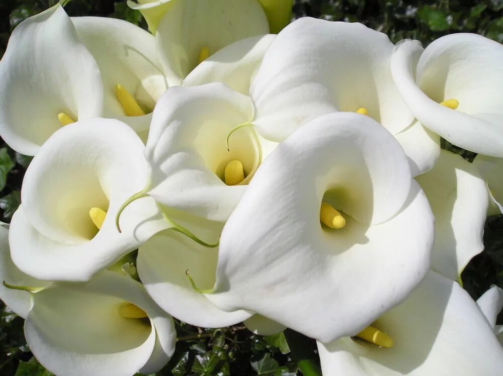 Картинки цветов каллы. Калла(Zantedeschia) albomaculata. Белокрыльник (Калла). Калла Кристал Бьюти. Белые каллы цветы.