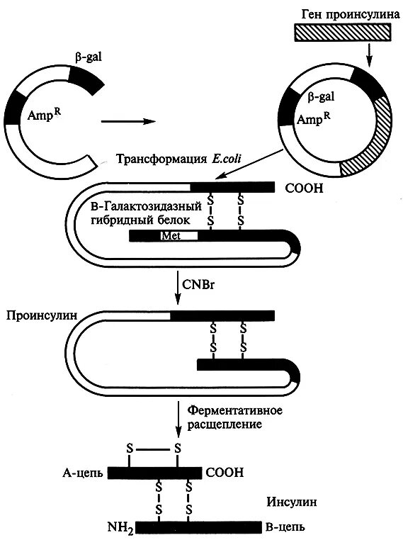 Этапы получения рекомбинантного инсулина. Схема способы получения инсулина человека. Схема получения рекомбинантного инсулина. Схема синтеза инсулина. Искусственный Синтез инсулина схема.