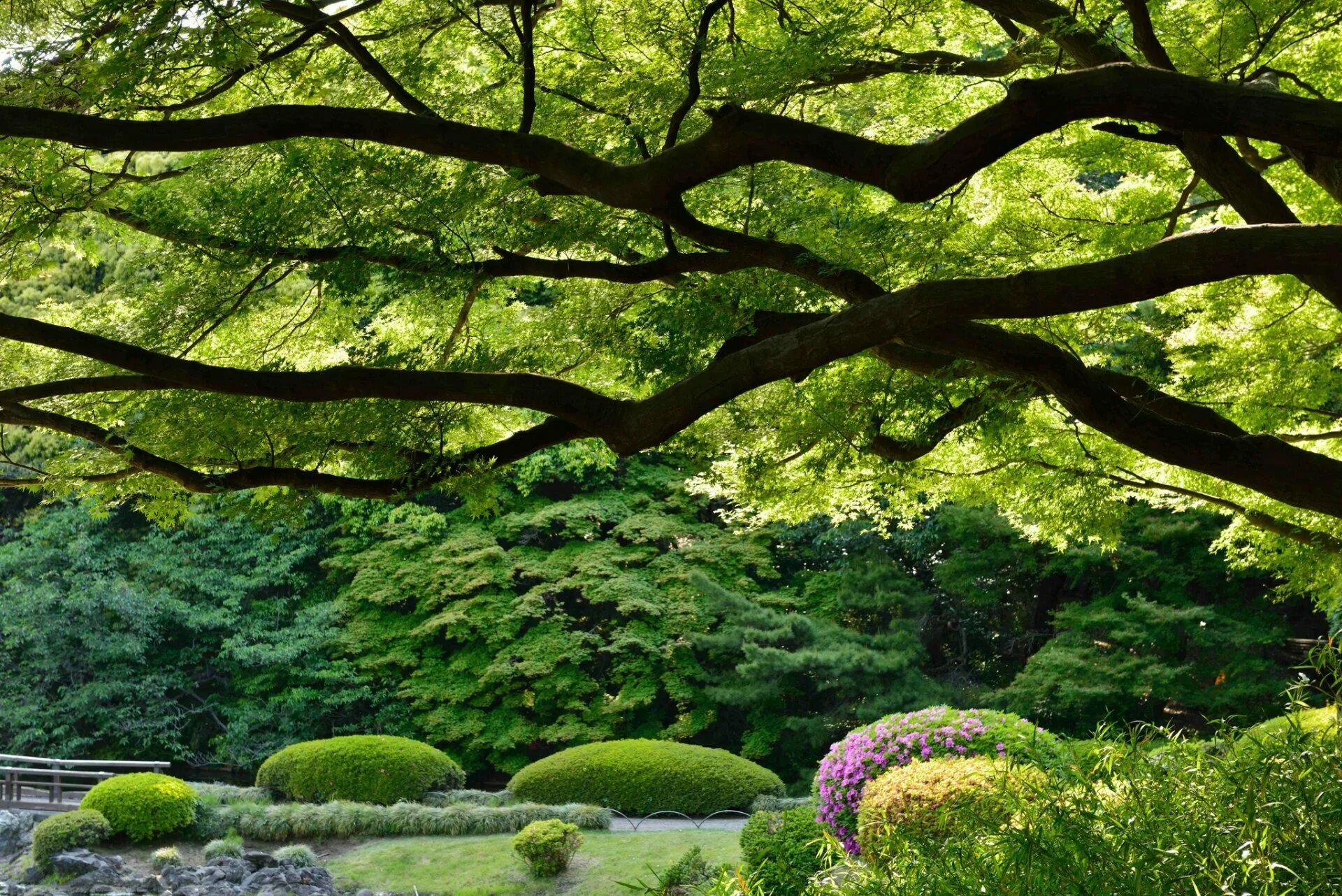Сад лучшие деревья. Синдзюку-гёэн Императорский парк природа. Сад Синдзюку-гёэн. Парк Синдзюку-гёэн Япония. Ландшафт Токио.