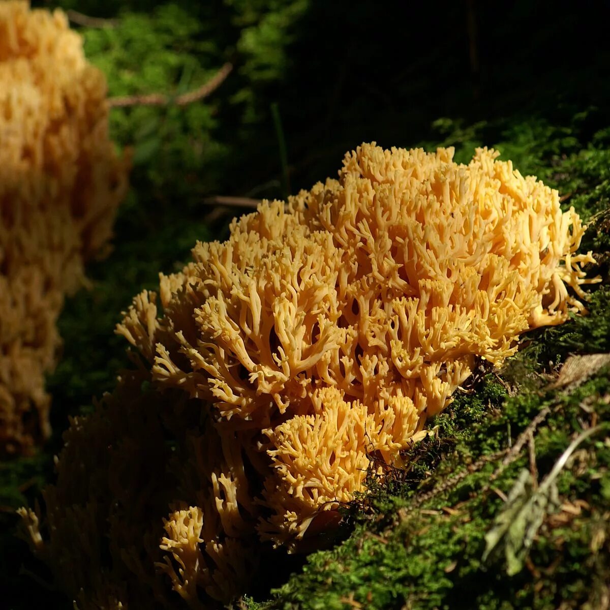 Рамария финская. Оленьи рожки ramaria flava. Рамария желтая гриб фото. Рамария желтая. Рамария золотистая.