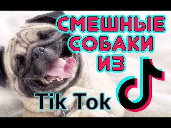 Тик ток про собак. Собака тик ток. Собаки из tik Tok. Смешная собака из тик тока. Собака прикол тик ток.