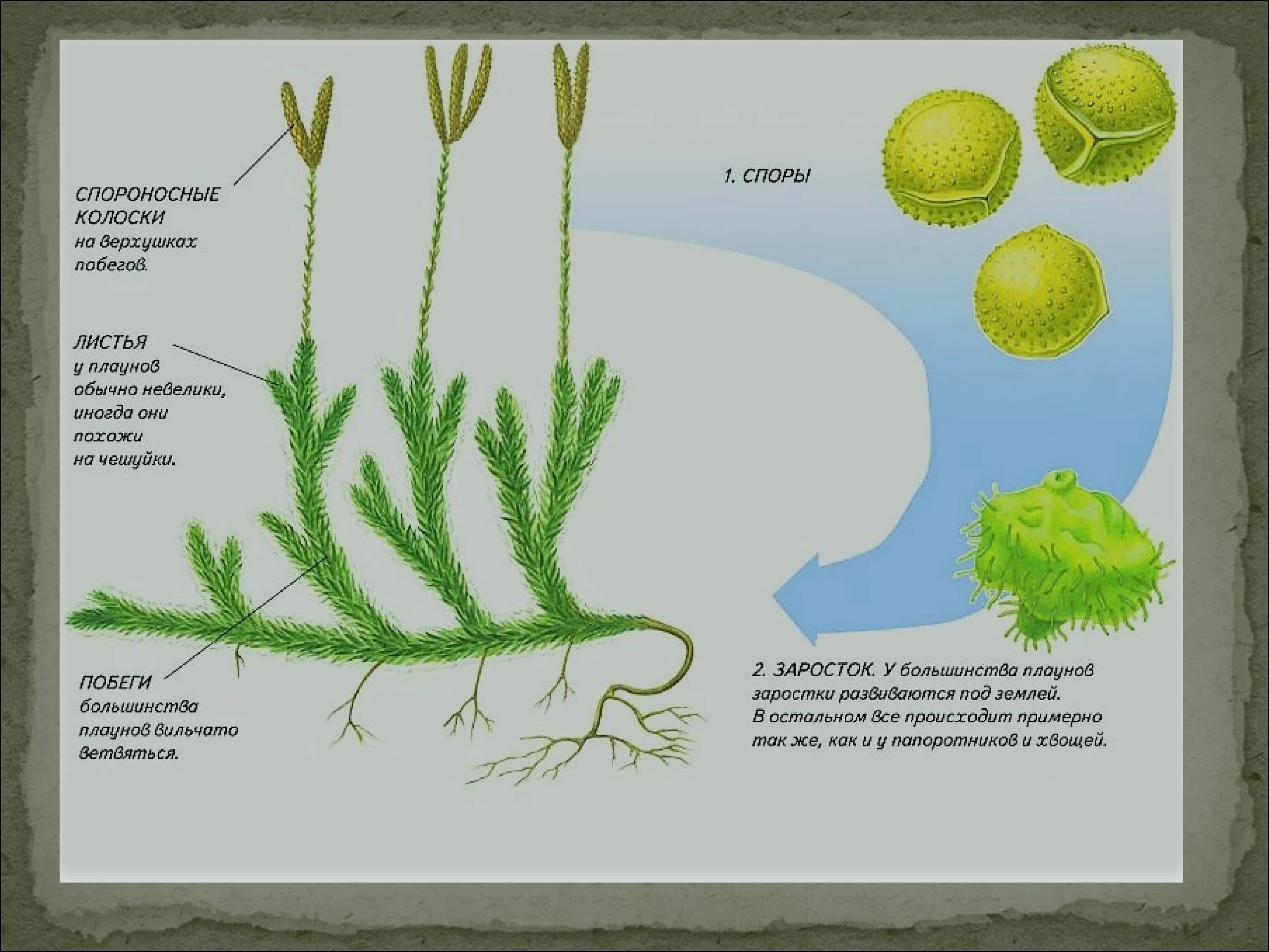 Схемы мох 1 класс. Плаун булавовидный строение. Строение спорангия плауна. Структуры плауна булавовидного. Спороносный побег плауна.