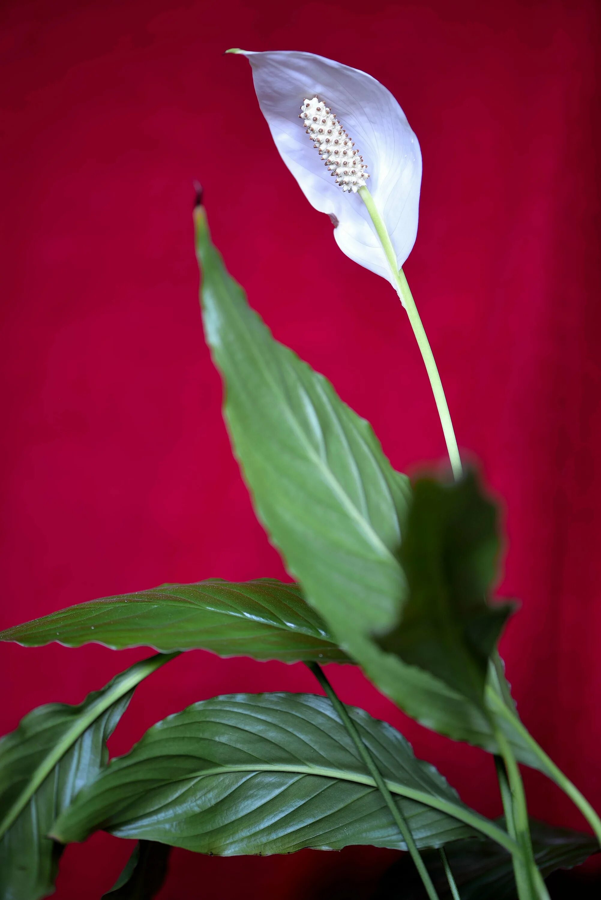 Спатифиллум ван. Спатифиллум геликониелистный. Спатифиллум обильноцветущий. Спатифиллум Вивальди. Спатифиллум Уоллиса (Spathiphyllum wallisii).